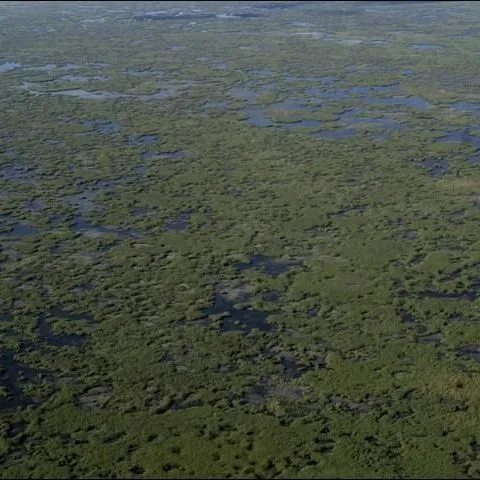 thumbnail for publication: The Role of Flow in the Everglades Landscape